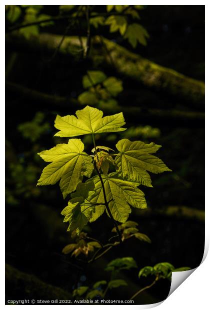 Vibrant Sunlit Sycamore Maple Leaves. Print by Steve Gill