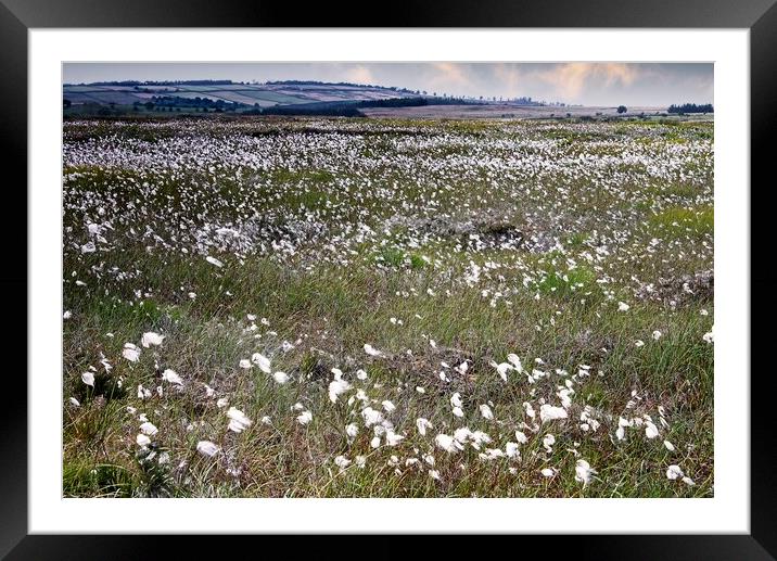 Moorland Cottongrass  Framed Mounted Print by Martyn Arnold