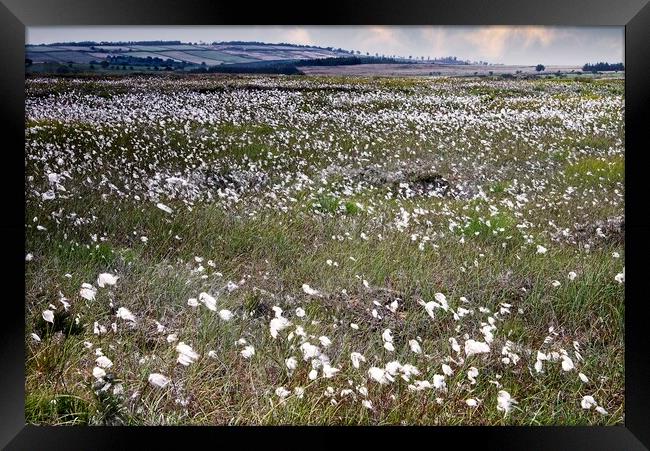 Moorland Cottongrass  Framed Print by Martyn Arnold
