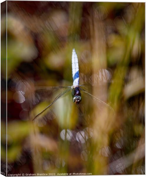 Dragonfly in Flight Canvas Print by Graham Prentice