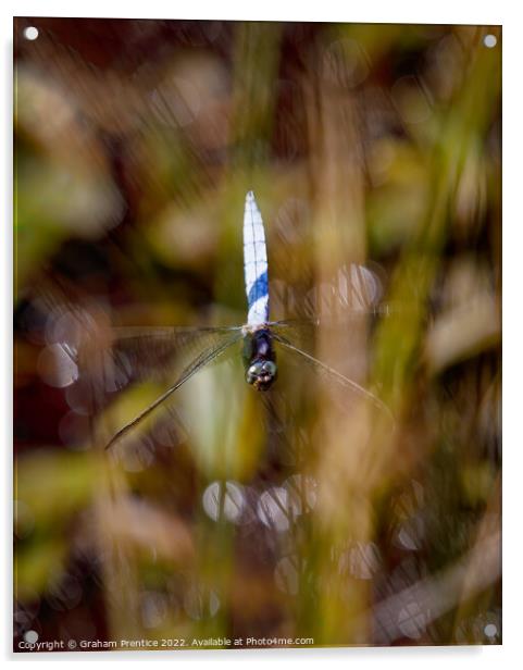 Dragonfly in Flight Acrylic by Graham Prentice