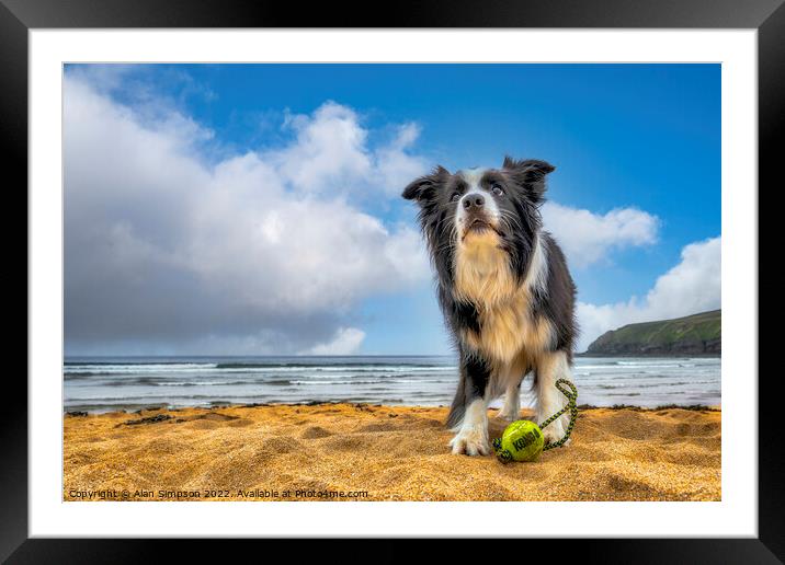 Border Collie Framed Mounted Print by Alan Simpson