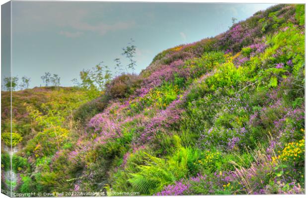 A lush green hillside with Heather and Gorse in bl Canvas Print by Dave Bell