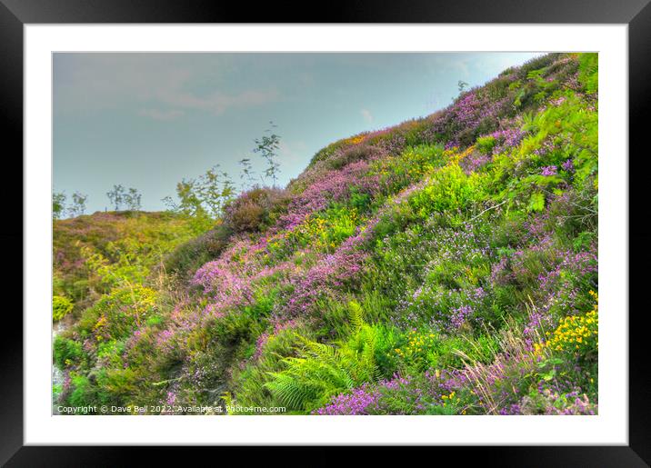 A lush green hillside with Heather and Gorse in bl Framed Mounted Print by Dave Bell