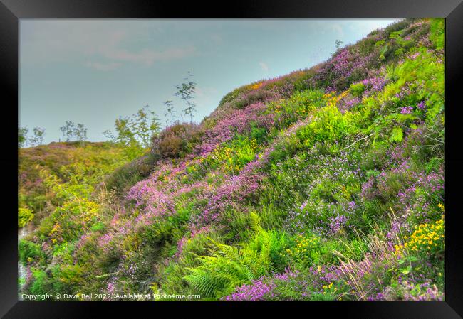 A lush green hillside with Heather and Gorse in bl Framed Print by Dave Bell