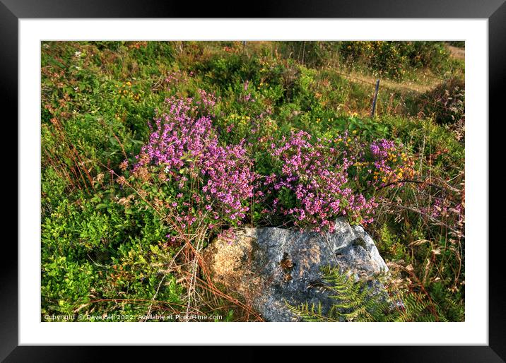 Granite and Heather Framed Mounted Print by Dave Bell