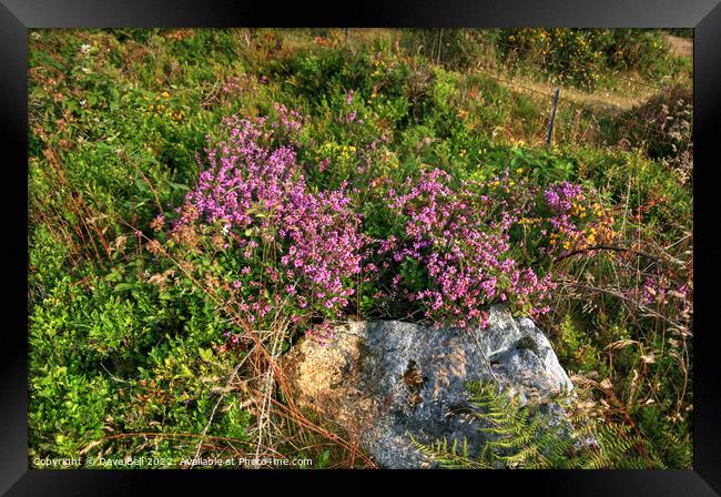 Granite and Heather Framed Print by Dave Bell