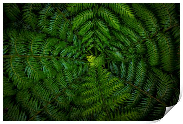 Dark and vibrant green fern leaves spreading out creating swirly natural pattern background. Print by Kristof Bellens