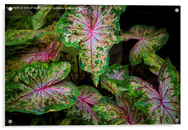 Leaves of colorful caladium, latin name caladium bicolor Acrylic by Kristof Bellens