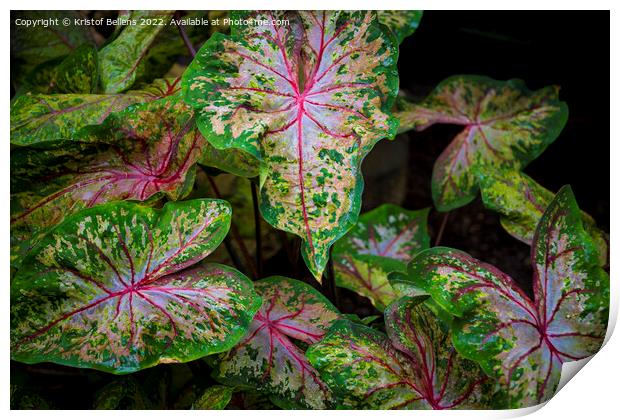 Leaves of colorful caladium, latin name caladium bicolor Print by Kristof Bellens