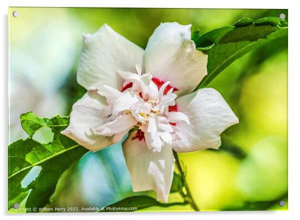 White Crimsoneyed Rosemallow Hibiscus Flower Tucson Arizona Acrylic by William Perry