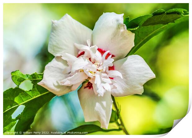White Crimsoneyed Rosemallow Hibiscus Flower Tucson Arizona Print by William Perry