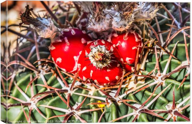 Red Cactus Plant Horsecrippler Botanical Garden Tucson Arizona Canvas Print by William Perry