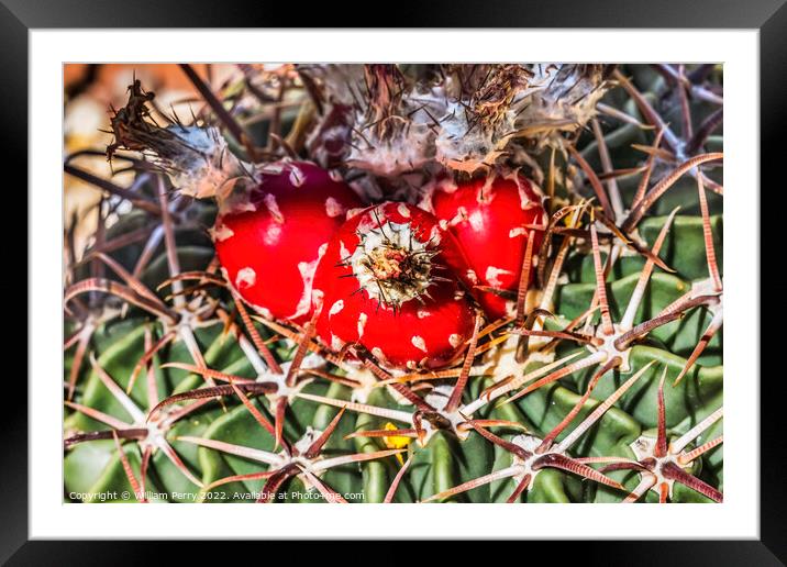 Red Cactus Plant Horsecrippler Botanical Garden Tucson Arizona Framed Mounted Print by William Perry