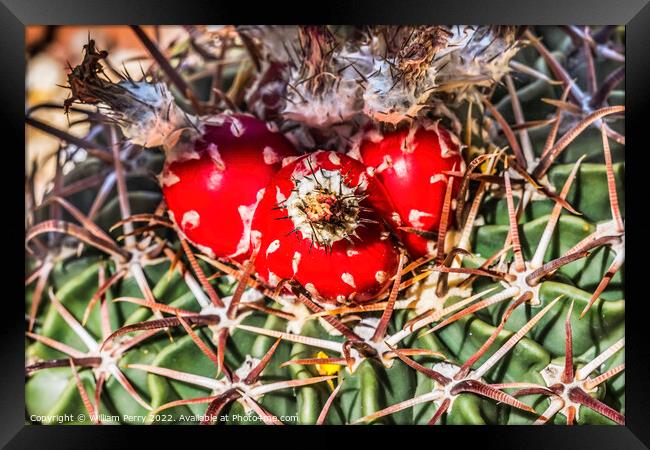 Red Cactus Plant Horsecrippler Botanical Garden Tucson Arizona Framed Print by William Perry