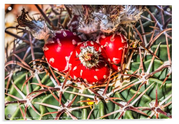 Red Cactus Plant Horsecrippler Botanical Garden Tucson Arizona Acrylic by William Perry