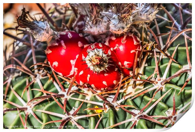 Red Cactus Plant Horsecrippler Botanical Garden Tucson Arizona Print by William Perry
