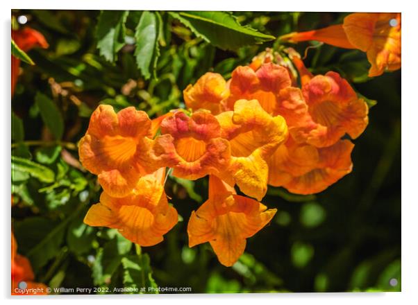 Orange Trumpet Creeper Flowers Tucson Arizona Acrylic by William Perry
