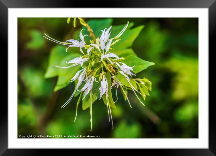 White Flowers Pom Pom Orchid Tree Tucson Arizona Framed Mounted Print by William Perry