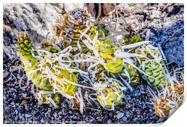 Paper Spined Cactus White Needles Garden Tucson Arizona Print by William Perry