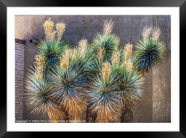 Yucca Shrub White Flowers Botanical Garden Tucson Arizona Framed Mounted Print by William Perry
