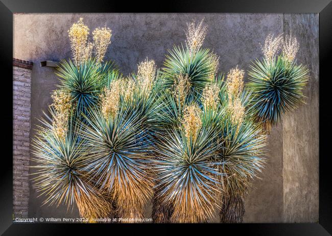 Yucca Shrub White Flowers Botanical Garden Tucson Arizona Framed Print by William Perry