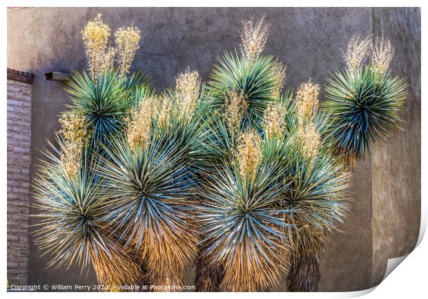 Yucca Shrub White Flowers Botanical Garden Tucson Arizona Print by William Perry