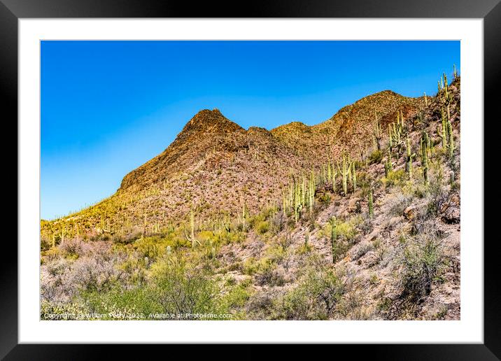 Cactus Sonoran Desert Saguaro National Park Tucson Arizona Framed Mounted Print by William Perry