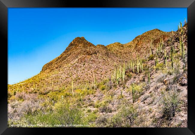 Cactus Sonoran Desert Saguaro National Park Tucson Arizona Framed Print by William Perry