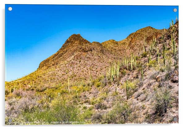 Cactus Sonoran Desert Saguaro National Park Tucson Arizona Acrylic by William Perry