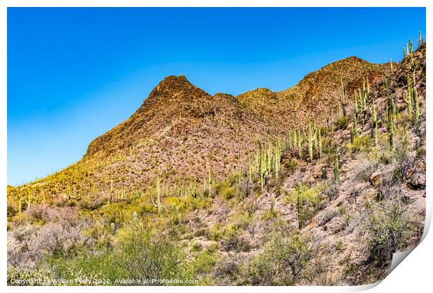 Cactus Sonoran Desert Saguaro National Park Tucson Arizona Print by William Perry