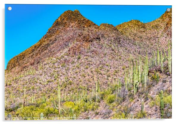 Mountains Cactus Sonoran Desert Saguaro National Park Tucson Ari Acrylic by William Perry