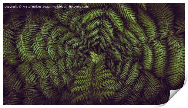 Horizontal banner shot of green fern leaves spreading out creating swirly natural pattern background. Print by Kristof Bellens