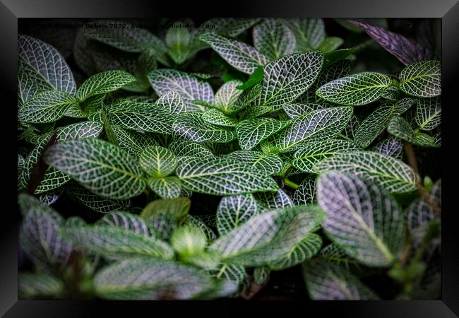 Silver gray peperomia or latin name peperomia griseoargentea in close-up Framed Print by Kristof Bellens