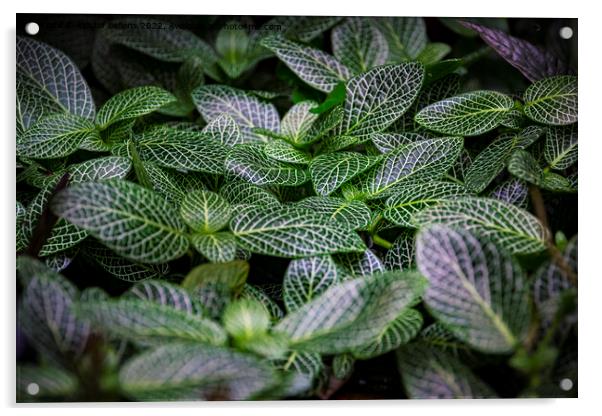 Silver gray peperomia or latin name peperomia griseoargentea in close-up Acrylic by Kristof Bellens