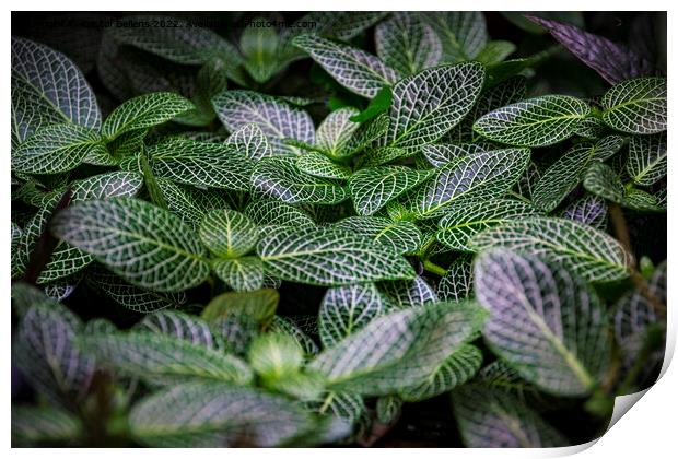 Silver gray peperomia or latin name peperomia griseoargentea in close-up Print by Kristof Bellens