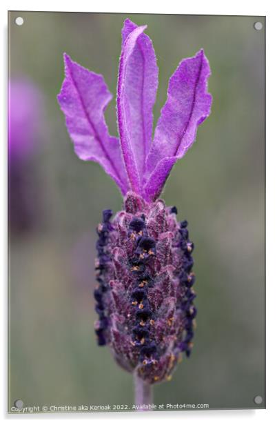 French Lavender Flower Acrylic by Christine Kerioak