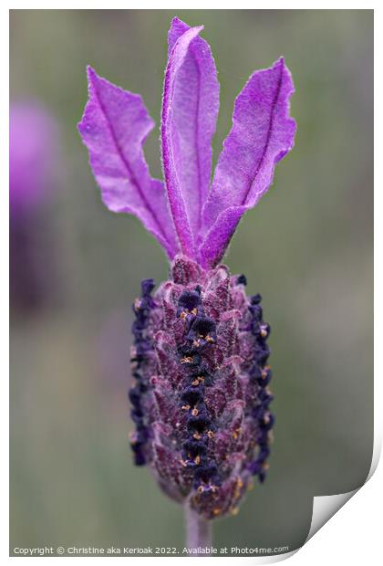French Lavender Flower Print by Christine Kerioak