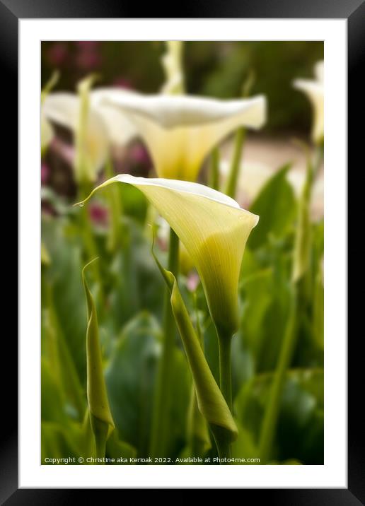 Arum Lily Framed Mounted Print by Christine Kerioak
