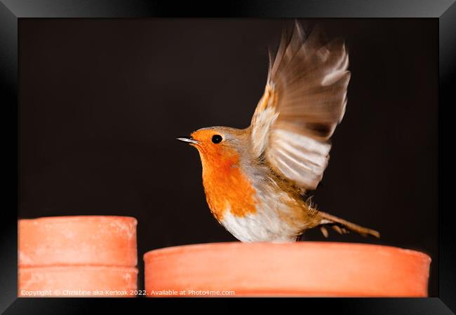 Robin on Flower Pot Framed Print by Christine Kerioak