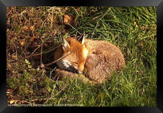 Sleeping Fox Framed Print by Christine Kerioak