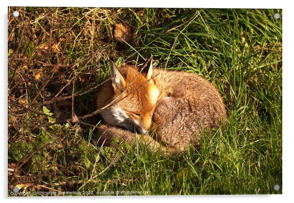 Sleeping Fox Acrylic by Christine Kerioak