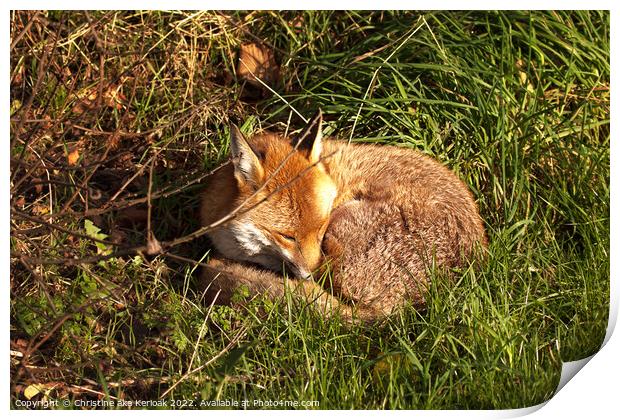 Sleeping Fox Print by Christine Kerioak