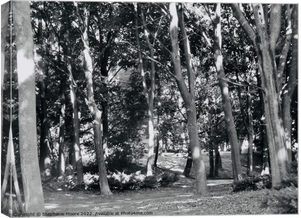 Sunlit trees in black and white Canvas Print by Stephanie Moore