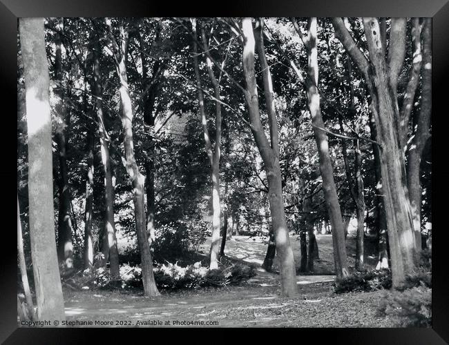 Sunlit trees in black and white Framed Print by Stephanie Moore