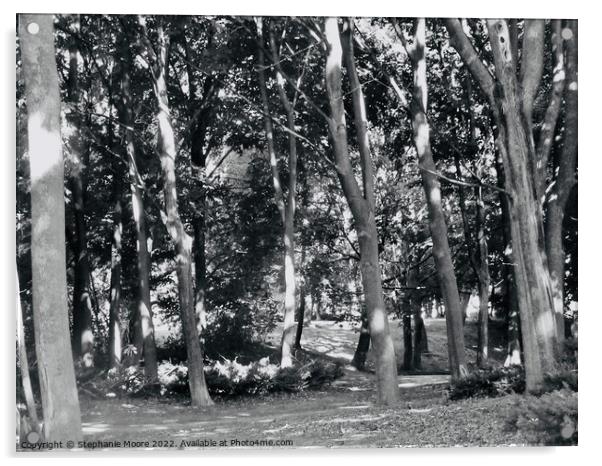 Sunlit trees in black and white Acrylic by Stephanie Moore