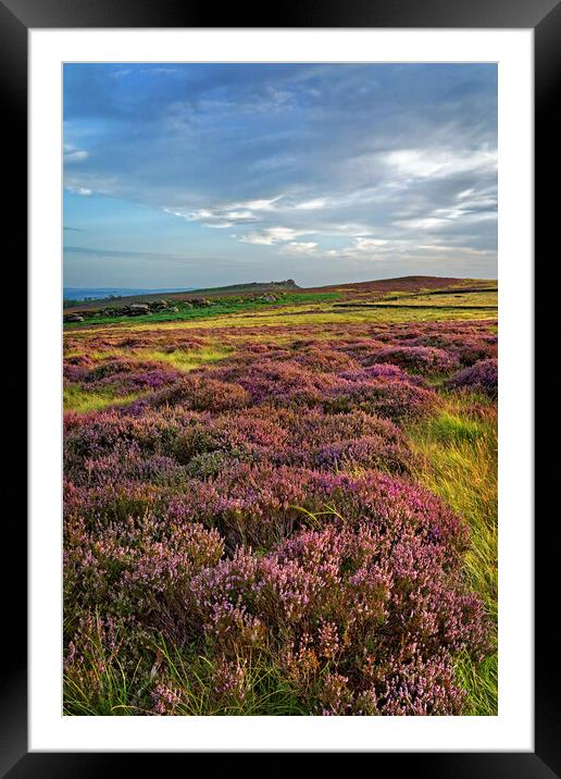Heather around Over Owler Tor   Framed Mounted Print by Darren Galpin