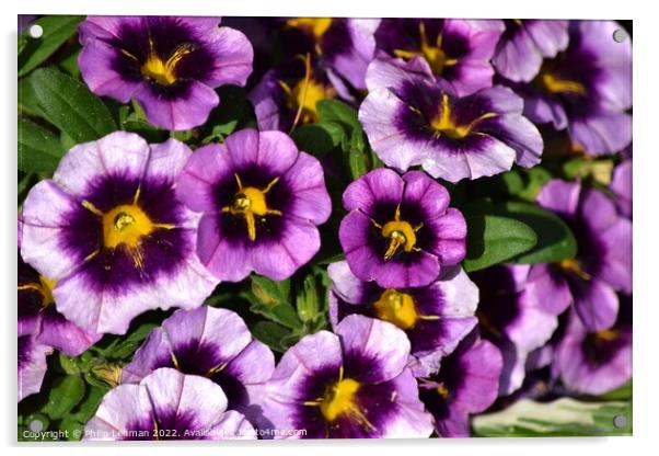 petunias (8A) Acrylic by Philip Lehman