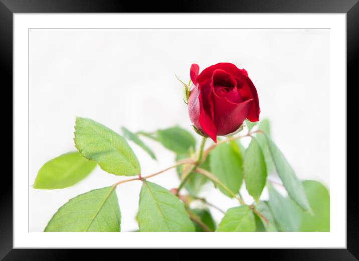 red rose Framed Mounted Print by Alan Tunnicliffe