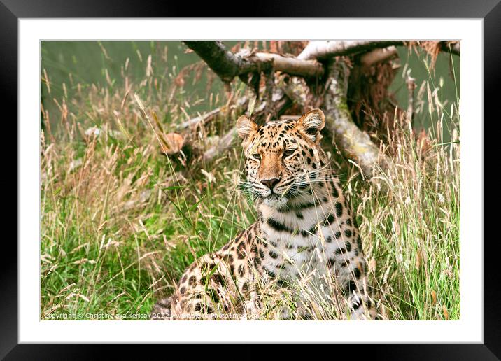 Leopard In The Grass Framed Mounted Print by Christine Kerioak